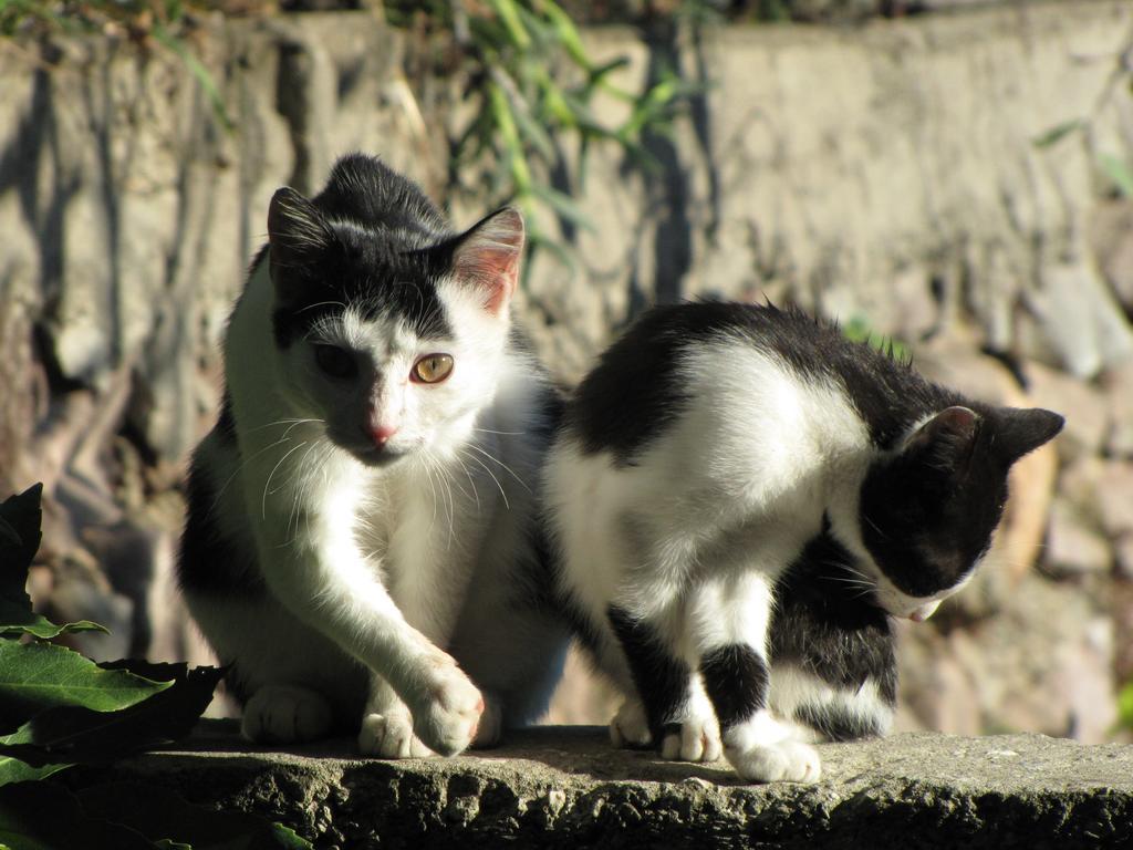 Lero